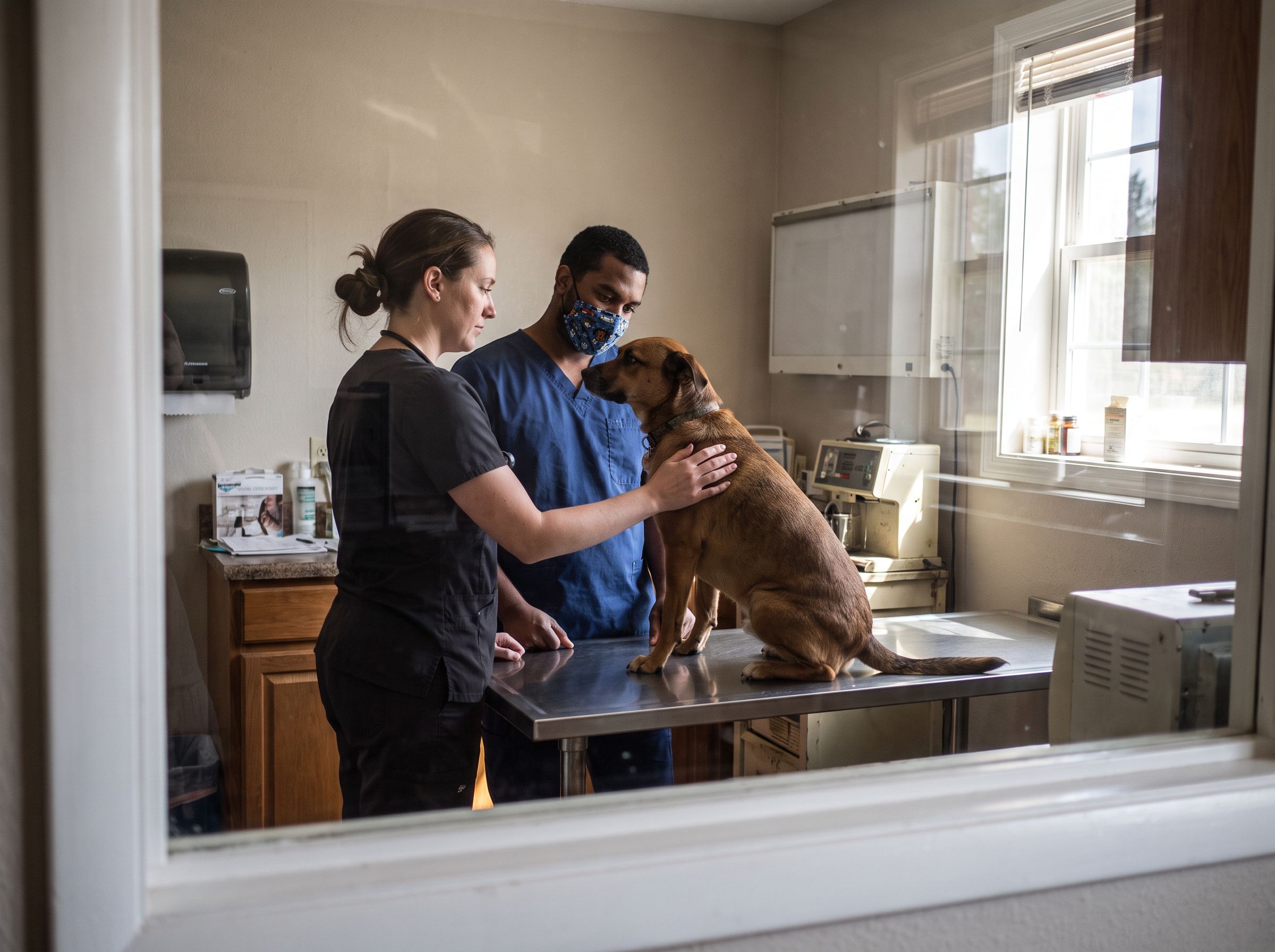 A veterinarian and a technician examine a calm brown dog on a clinic table